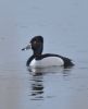 Ring-necked Duck at Bowers Marsh (RSPB) (Graham Oakes) (28091 bytes)