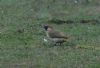 Green Woodpecker at Wallasea Island (RSPB) (Jeff Delve) (69786 bytes)