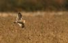 Short-eared Owl at West Canvey Marsh (RSPB) (Steve Arlow) (44045 bytes)