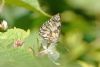 Marbled White at Belfairs Great Wood (Vince Kinsler) (52132 bytes)
