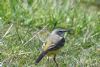 Yellow Wagtail at Wallasea Island (RSPB) (John Wright) (95849 bytes)