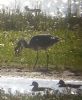 Grey Heron at Bowers Marsh (RSPB) (Paul Griggs) (84374 bytes)