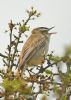 Sedge Warbler at Bowers Marsh (RSPB) (Graham Oakes) (76979 bytes)