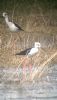 Black-winged Stilt at Bowers Marsh (RSPB) (Neil Chambers) (52290 bytes)