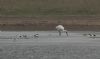 Spoonbill at Wallasea Island (RSPB) (Jeff Delve) (44241 bytes)