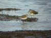 White-rumped Sandpiper at West Canvey Marsh (RSPB) (Marc Outten) (77101 bytes)