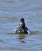 Ring-necked Duck at Bowers Marsh (RSPB) (Graham Oakes) (35639 bytes)