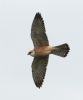 Red-footed Falcon at Vange Marsh (RSPB) (Steve Arlow) (89743 bytes)