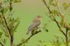 Willow Warbler at West Canvey Marsh (RSPB) (Richard Howard) (95514 bytes)