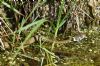 Grass Snake at Benfleet Downs (Richard Howard) (141759 bytes)
