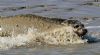 Common Seal at Wallasea Island (RSPB) (Vince Kinsler) (92327 bytes)