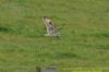 Short-eared Owl at West Canvey Marsh (RSPB) (Richard Howard) (110207 bytes)
