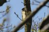 Green Woodpecker at Gunners Park (Richard Howard) (79505 bytes)