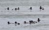 Ring-necked Duck at Bowers Marsh (RSPB) (Tim Bourne) (61793 bytes)