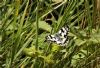 Marbled White at Belfairs Great Wood (Vince Kinsler) (93654 bytes)