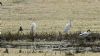 Cattle Egret at Vange Marsh (RSPB) (Steve Arlow) (97699 bytes)