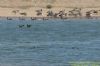 Barnacle Goose at Wallasea Island (RSPB) (Richard Howard) (49781 bytes)