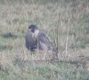 Peregrine Falcon at West Canvey Marsh (RSPB) (Terry Blackwell) (104656 bytes)