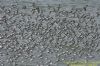 Sanderling at Gunners Park (Richard Howard) (119870 bytes)