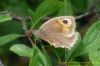 Meadow Brown at Canvey Wick (Richard Howard) (101352 bytes)