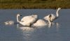 Bewick's Swan at Wallasea Island (RSPB) (Jeff Delve) (51316 bytes)