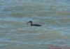 Great Northern Diver at Southend Pier (Richard Howard) (94208 bytes)
