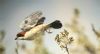 Woodchat Shrike at Stambridge Mills (Paul Baker) (34228 bytes)