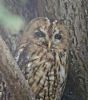 Tawny Owl at Victoria Road, Rayleigh (Paul Baker) (102694 bytes)