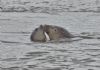 Common Seal at River Roach (Graham Mee) (70233 bytes)