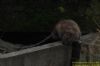 Brown Rat at Shoeburyness Park (Richard Howard) (58852 bytes)
