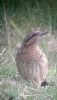 Wryneck at Gunners Park (Neil Chambers) (54902 bytes)