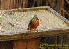 Kingfisher at Wat Tyler Country Park (Richard Howard) (154185 bytes)