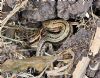 Common Lizard at South Fambridge (Paul Baker) (164317 bytes)