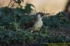 Green Woodpecker at Gunners Park (Richard Howard) (69795 bytes)