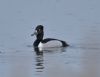 Ring-necked Duck at Bowers Marsh (RSPB) (Graham Oakes) (32719 bytes)
