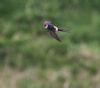 Red-rumped Swallow at Gunners Park (Vince Kinsler) (43069 bytes)