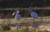 Spoonbill at Bowers Downs (Tim Bourne) (69970 bytes)
