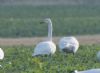 Whooper Swan at Wallasea Island (RSPB) (Jeff Delve) (46935 bytes)