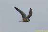 Red-footed Falcon at Vange Marsh (RSPB) (Richard Howard) (40170 bytes)
