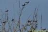 Swallow at Barling Magna Millennium Wildlife Park (Richard Howard) (61342 bytes)