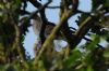 Turtle Dove at Canewdon (Richard Howard) (49516 bytes)