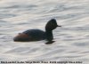 Black-necked Grebe at Vange Marsh (RSPB) (Steve Arlow) (27953 bytes)