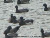 Black Brant at Paglesham Lagoon (Steve Arlow) (91183 bytes)