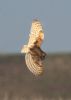 Barn Owl at Wallasea Island (RSPB) (Jeff Delve) (40602 bytes)
