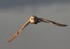 Barn Owl at Wallasea Island (RSPB) (Jeff Delve) (21840 bytes)