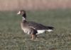 White-fronted Goose at Wallasea Island (RSPB) (Jeff Delve) (188723 bytes)