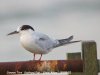 Common Tern at Southend Pier (Steve Arlow) (45731 bytes)