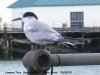 Common Tern at Southend Pier (Steve Arlow) (51173 bytes)