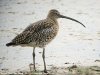 Curlew at Two Tree Island (West) (Steve Arlow) (88483 bytes)