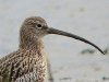 Curlew at Two Tree Island (West) (Steve Arlow) (54910 bytes)